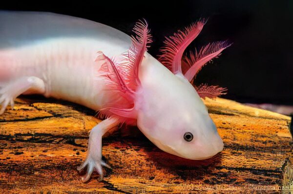 Pink Axolotl Ambystoma Mexicanum - Image 4