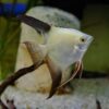 Bulgarian Seal Point Angelfish Pterophyllum Scalare 5cm - Image 5