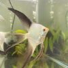 Bulgarian Seal Point Angelfish Pterophyllum Scalare 5cm - Image 4