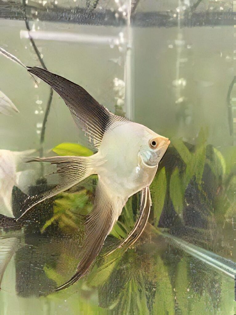 Bulgarian Seal Point Angelfish Pterophyllum Scalare 5cm – Sims Tropical ...