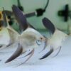 Bulgarian Seal Point Angelfish Pterophyllum Scalare 5cm - Image 6