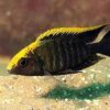 Aulonocara Maylandi Sulfur Head Peacock Malawi African Cichlid - Image 6