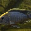 Aulonocara Maylandi Sulfur Head Peacock Malawi African Cichlid - Image 8
