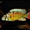 Haplochromis Brownae Malawi African Cichlid - Image 7