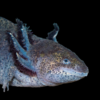 Wild Coloured Axolotl Ambystoma Mexicanum