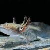 Wild Coloured Axolotl Ambystoma Mexicanum - Image 4