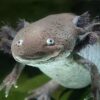 Wild Coloured Axolotl Ambystoma Mexicanum - Image 3