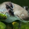 Wild Coloured Axolotl Ambystoma Mexicanum - Image 2