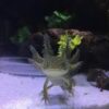 Wild Coloured Axolotl Ambystoma Mexicanum - Image 5