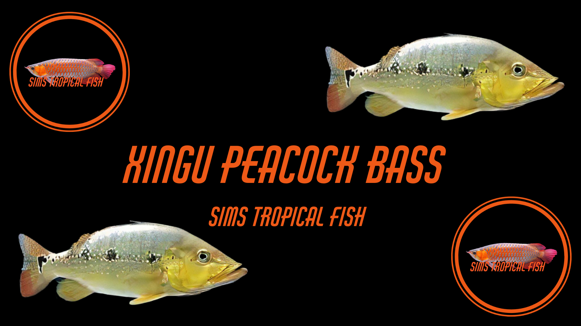 Xingu Peacock Bass – Cichla Xingu – Sims Tropical Fish | Tropical Fish