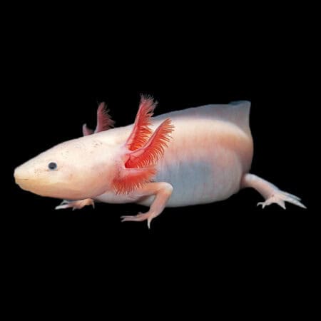 Pearl Black Eye Axolotl Ambystoma Mexicanum
