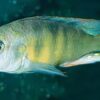 Haplochromis Brownae Malawi African Cichlid - Image 6