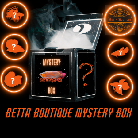 Betta Boutique Mystery Box