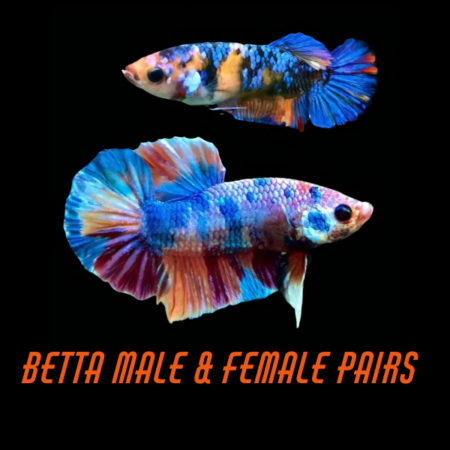 Betta Male & Female Pairs