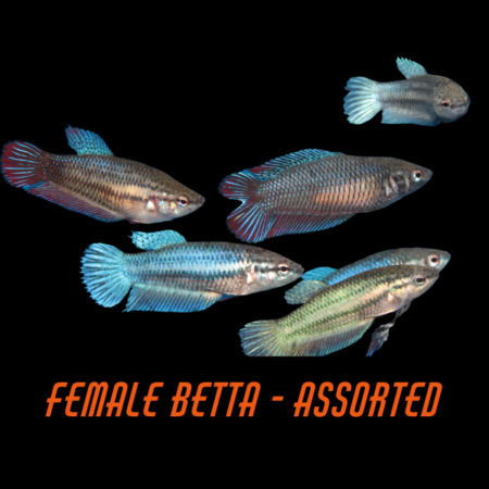 Female Betta Assorted