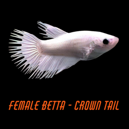 Female Betta Crown Tail