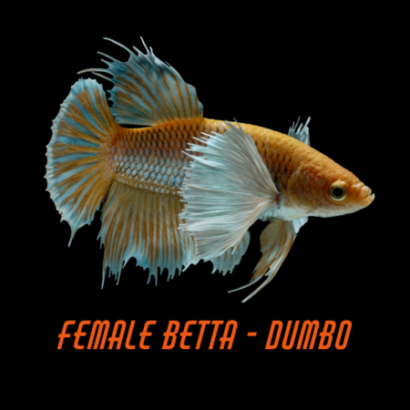 Female Betta Dumbo
