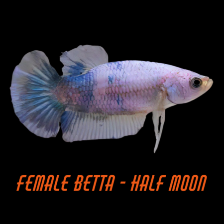 Female Betta Half Moon