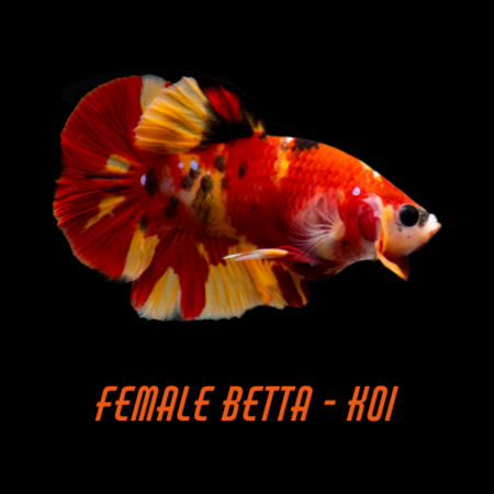 Female Betta Koi
