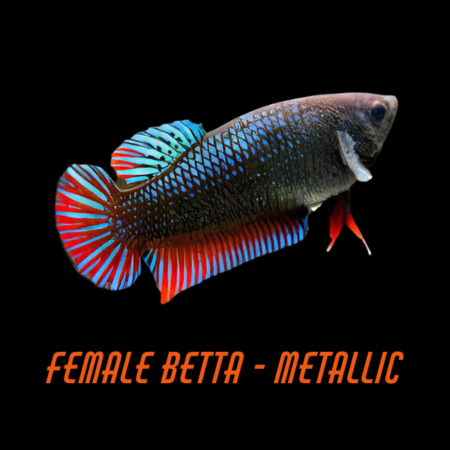 Female Betta Metallic