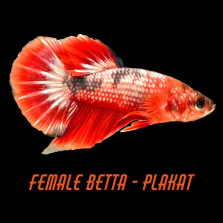 Female Betta Plakat