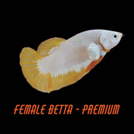 Female Betta Premium