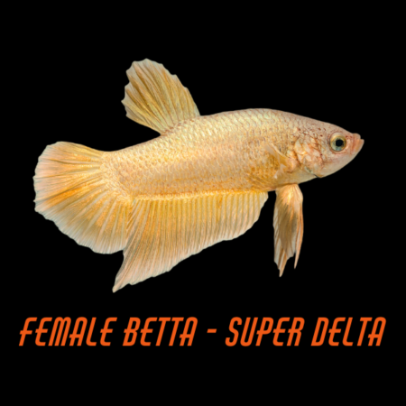 Female Betta Super Delta