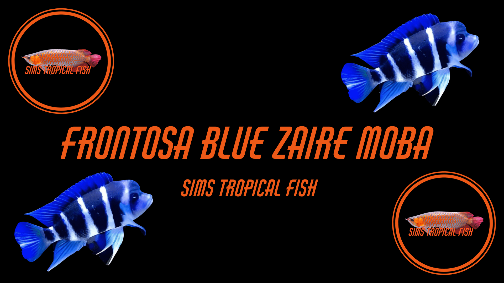 Cyphotilapia Frontosa Blue Zaire Moba 3cm – Sims Tropical Fish ...