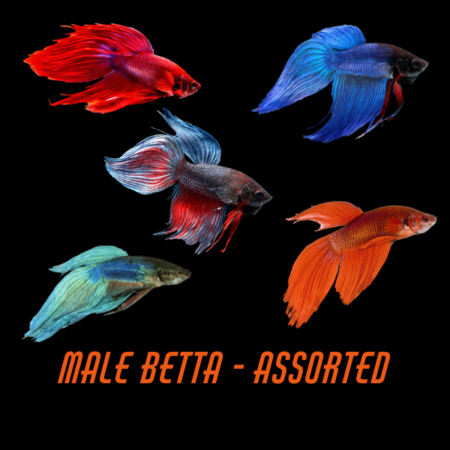 Male Betta Assorted