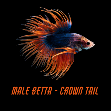 Male Betta Crown Tail