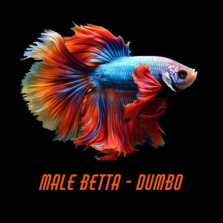 Male Betta Dumbo