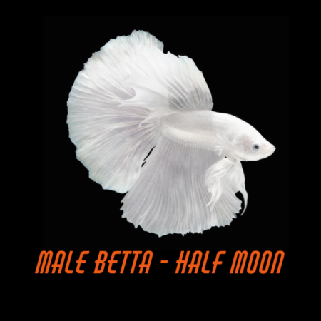 Male Betta Half Moon