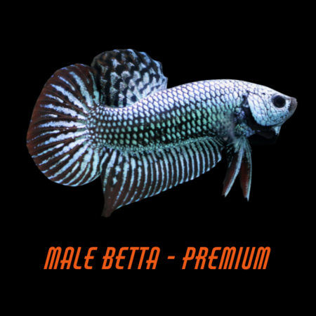 Male Betta Premium