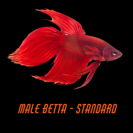 Male Betta Standard