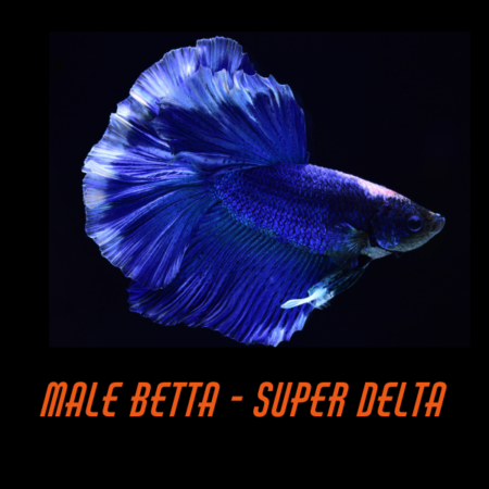 Male Betta Super Delta