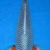 Asagi Grade A Koi Carp Cyprinus Carpio - Image 5