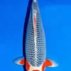 Asagi Grade A Koi Carp Cyprinus Carpio - Image 6