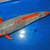 Asagi Grade A Koi Carp Cyprinus Carpio - Image 7