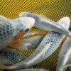 Asagi Grade A Koi Carp Cyprinus Carpio - Image 10