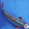 Asagi Grade A Koi Carp Cyprinus Carpio - Image 8