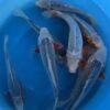 Asagi Grade A Koi Carp Cyprinus Carpio - Image 9