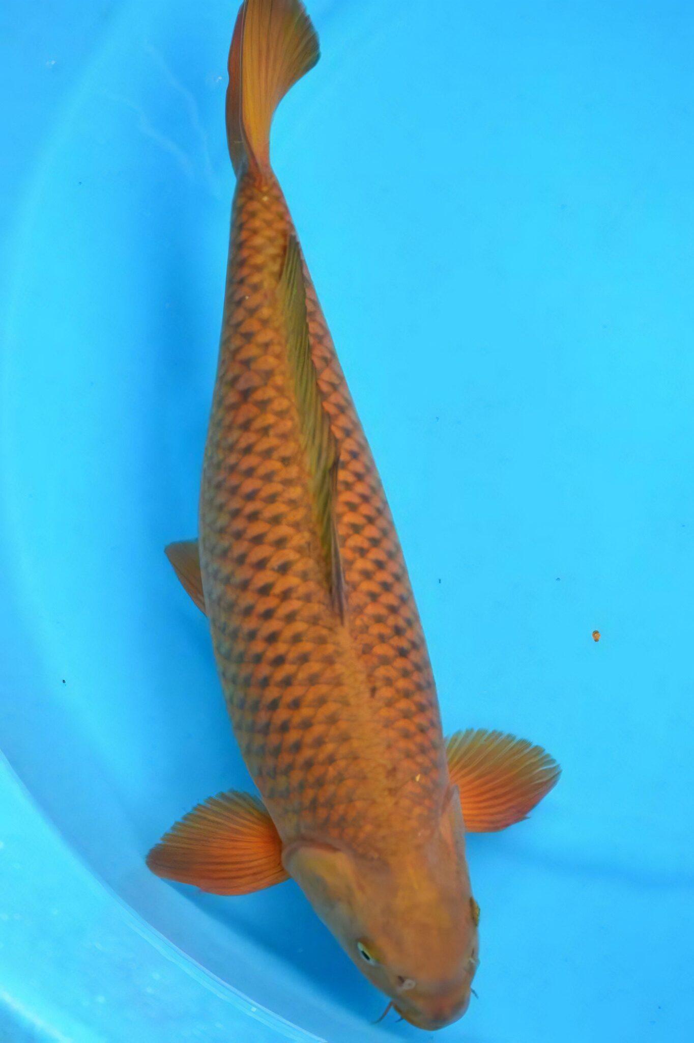 Chagoi Grade A Koi Carp Cyprinus Carpio – Sims Tropical Fish | Tropical ...