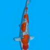 Gin Rin Grade A Koi Carp Cyprinus Carpio - Image 6
