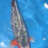 Gin Rin Grade A Koi Carp Cyprinus Carpio - Image 8