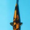 Gin Rin Grade A Koi Carp Cyprinus Carpio - Image 9