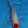 Gin Rin Grade A Koi Carp Cyprinus Carpio - Image 10