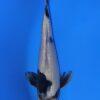 Gin Rin Grade A Koi Carp Cyprinus Carpio - Image 11