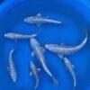 Gin Rin Grade A Koi Carp Cyprinus Carpio - Image 14