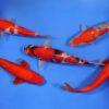 Gin Rin Grade A Koi Carp Cyprinus Carpio - Image 13
