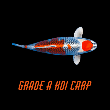 Grade A Koi Carp